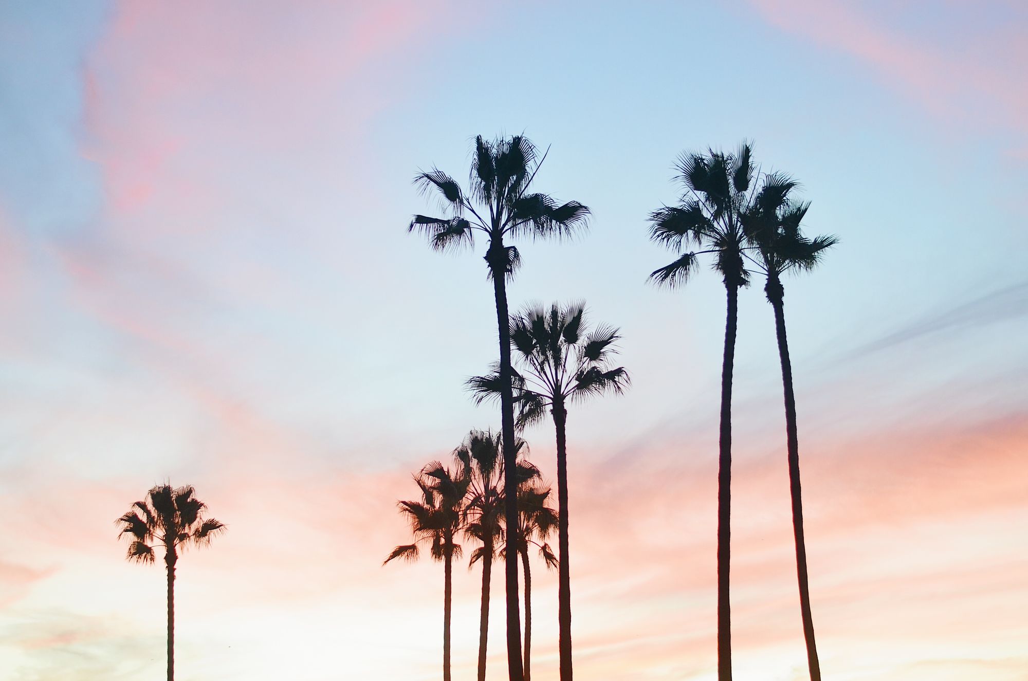 Palm Trees